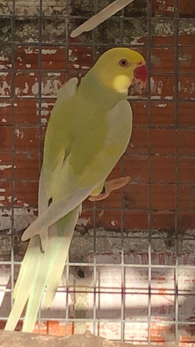 Ring neck macho  palido 25