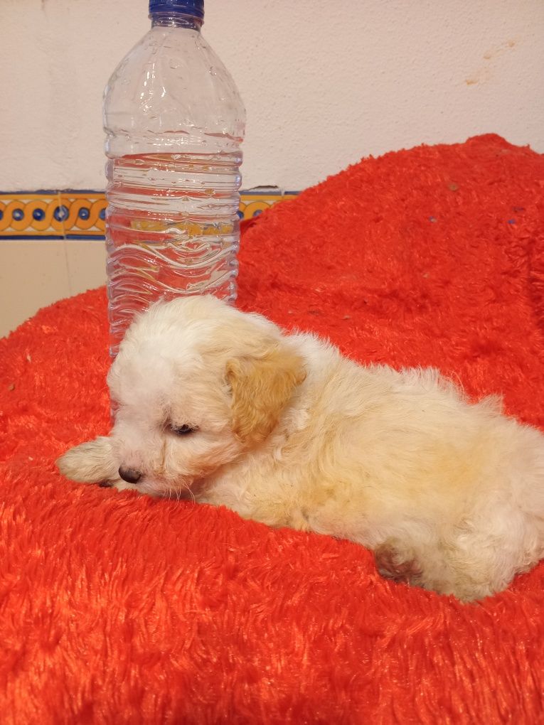 Magnífico Macho Shihtzu