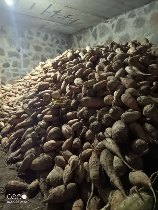 Продам кормові буряки