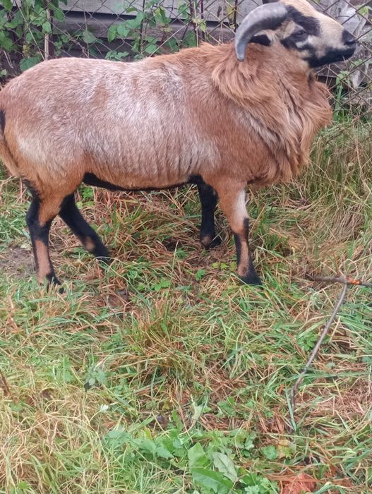 Продам Камаронського Барана