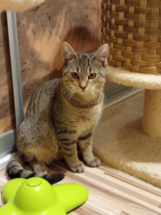 5 miesięczny kocurek szuka domu niewychodzącego