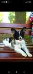 Spaniel kontynentalny miniaturowy Papillon suczka tricolor ZKwP FCI