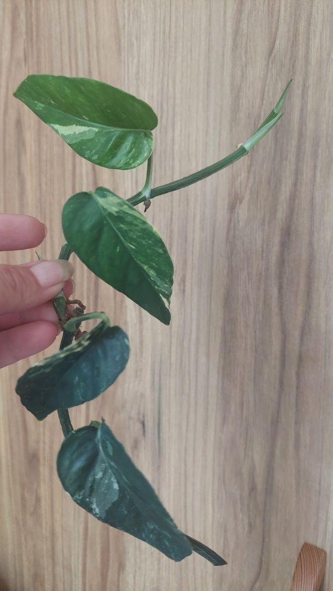 Epipremnum pinnatum variegata