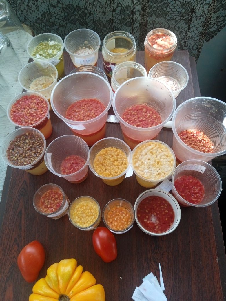 Продам домашнє насіння помідор/ томат 10 сортів 70 грн грн