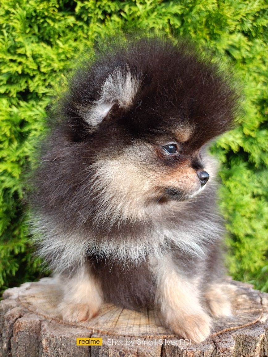 Szpic miniaturowy pomeranian