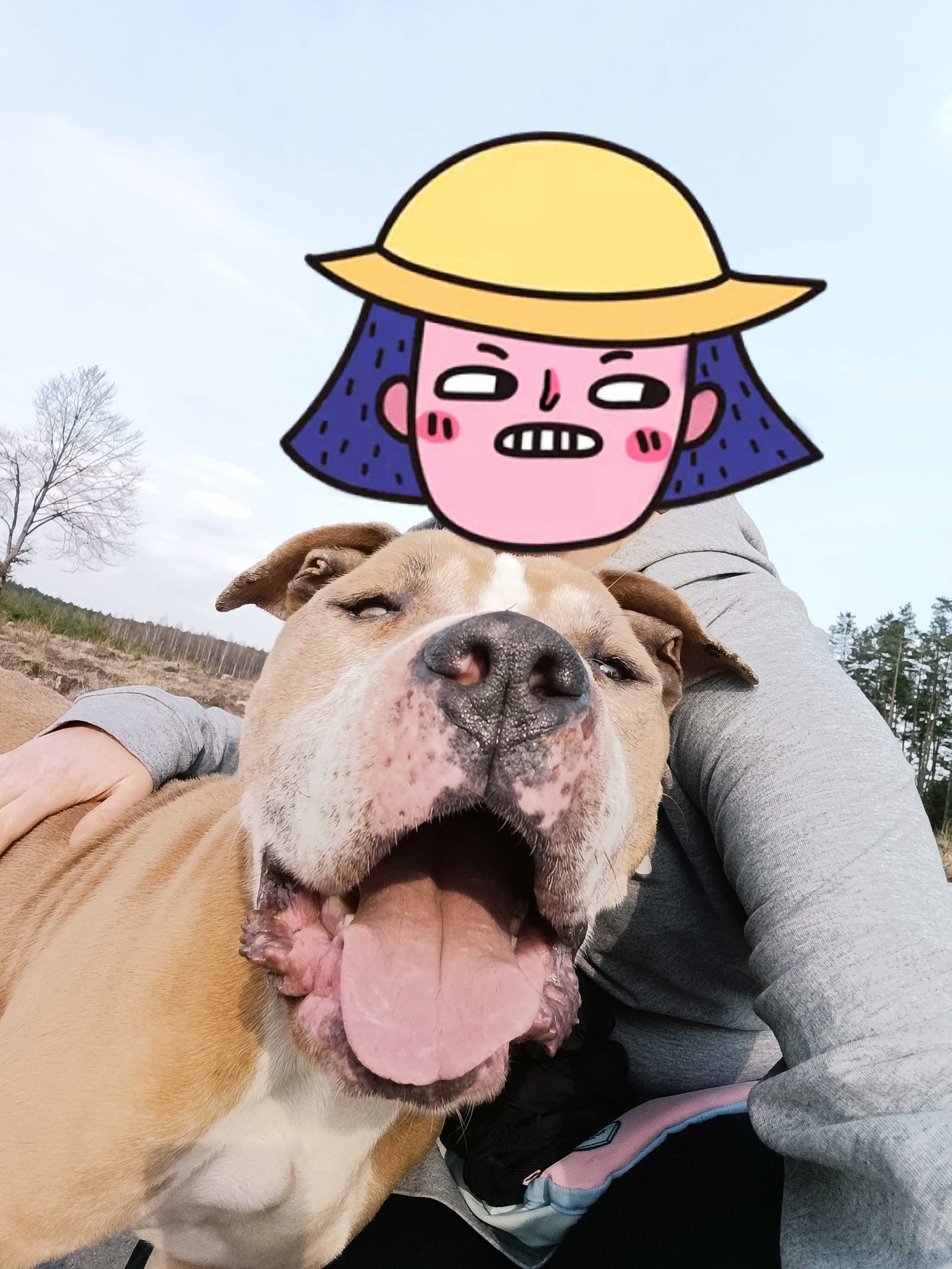 Piękna mordeczka do adopcji