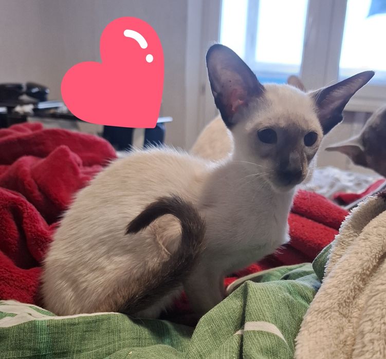 Голубоглазое счастье в ваш дом