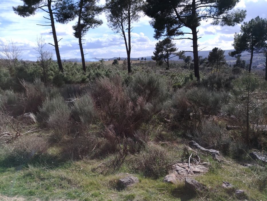 Terreno sito ao Pequito
