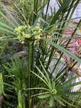 Plantas para lago