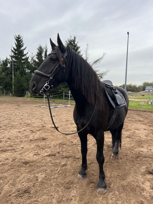 Wałach 5 lat, fryz x ślązak