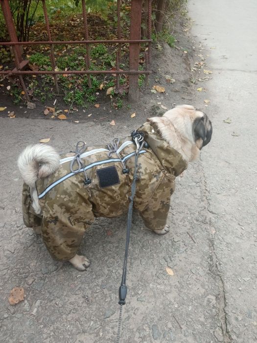 Продам зимовий комбінезон на молнії на Мопса "Піксель"