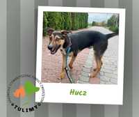 Hucz - pies do adopcji