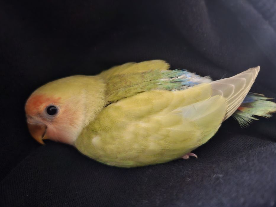 Agapone criado a mão