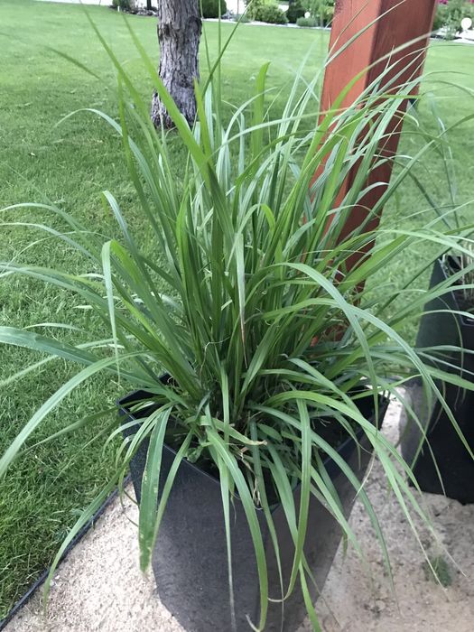 Dorodne Trawy ozdobne w  donicy krótko  przed kwitnięciem