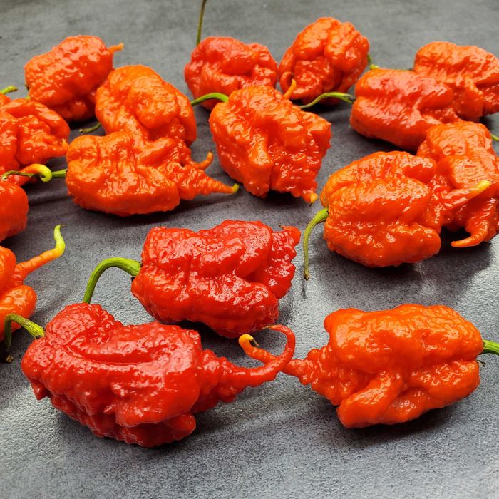 Насіння гострого перцю (Carolina Reaper, Habanero, Jalapeno та інші)