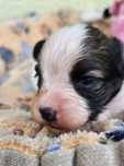 Papillon Spaniel kontynentalny miniaturowy  - ZKwP/FCI