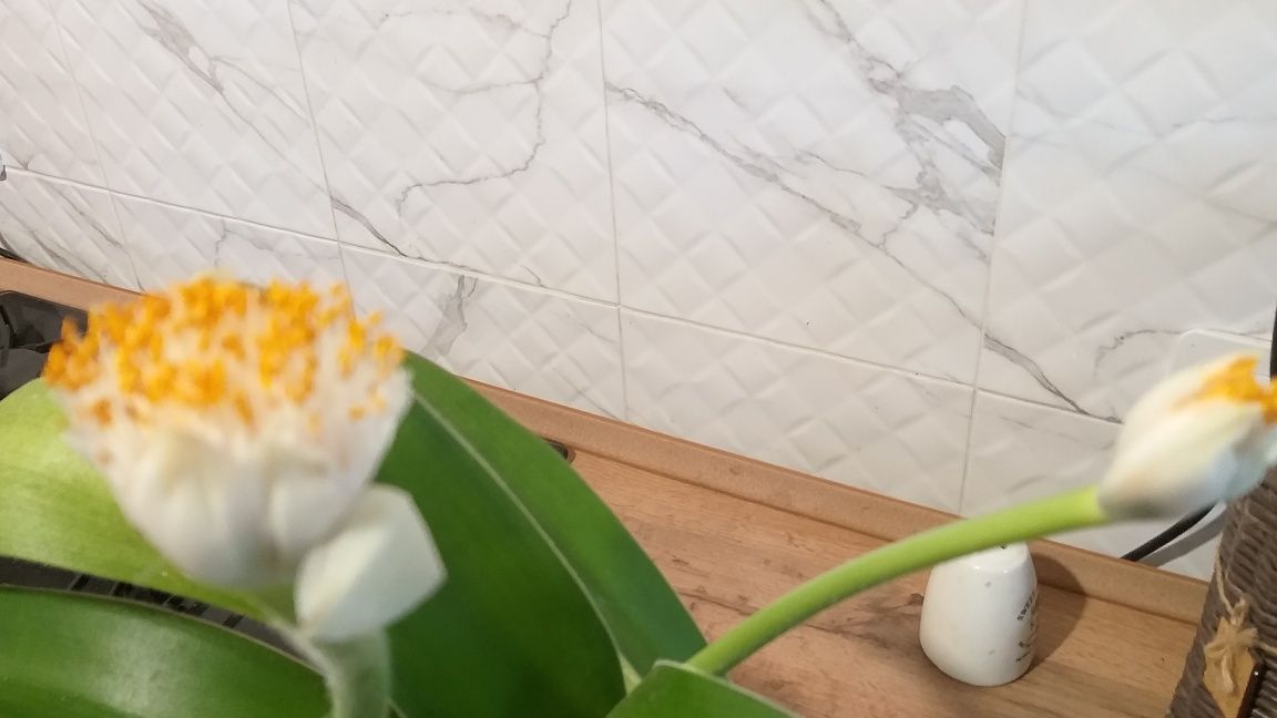 алое вера ,алое, сукку ленты,кливия, хлорофитум , ..