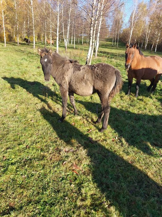 Ogierek odsadek urodzony 21.04.2025