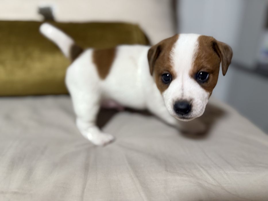 Jack Russell terrier - sliczny chlopak ! Rezerwacja