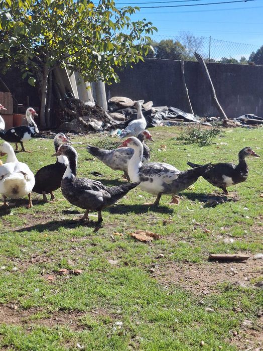 Patos mudos criados ao ar livre