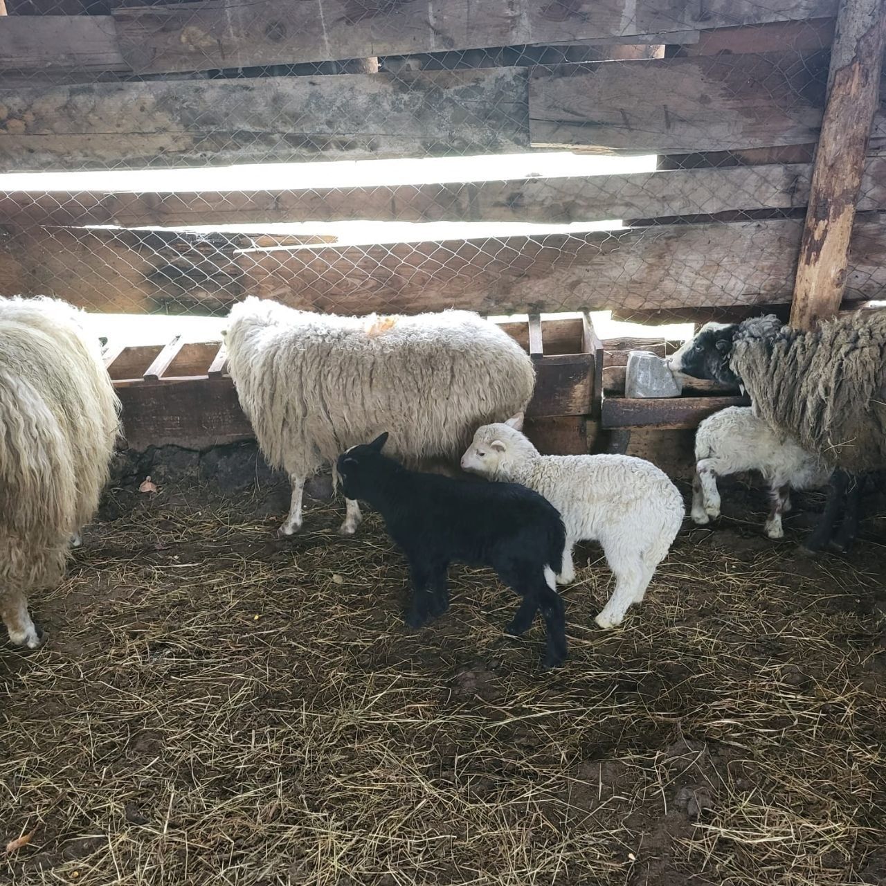 Вівці барани, маленькі та великі
