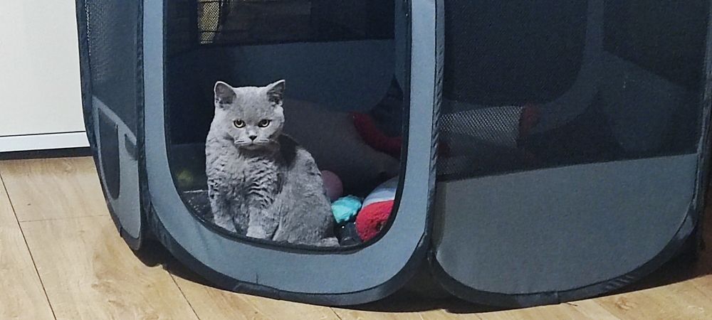 Kot brytyjski krótkowłosy