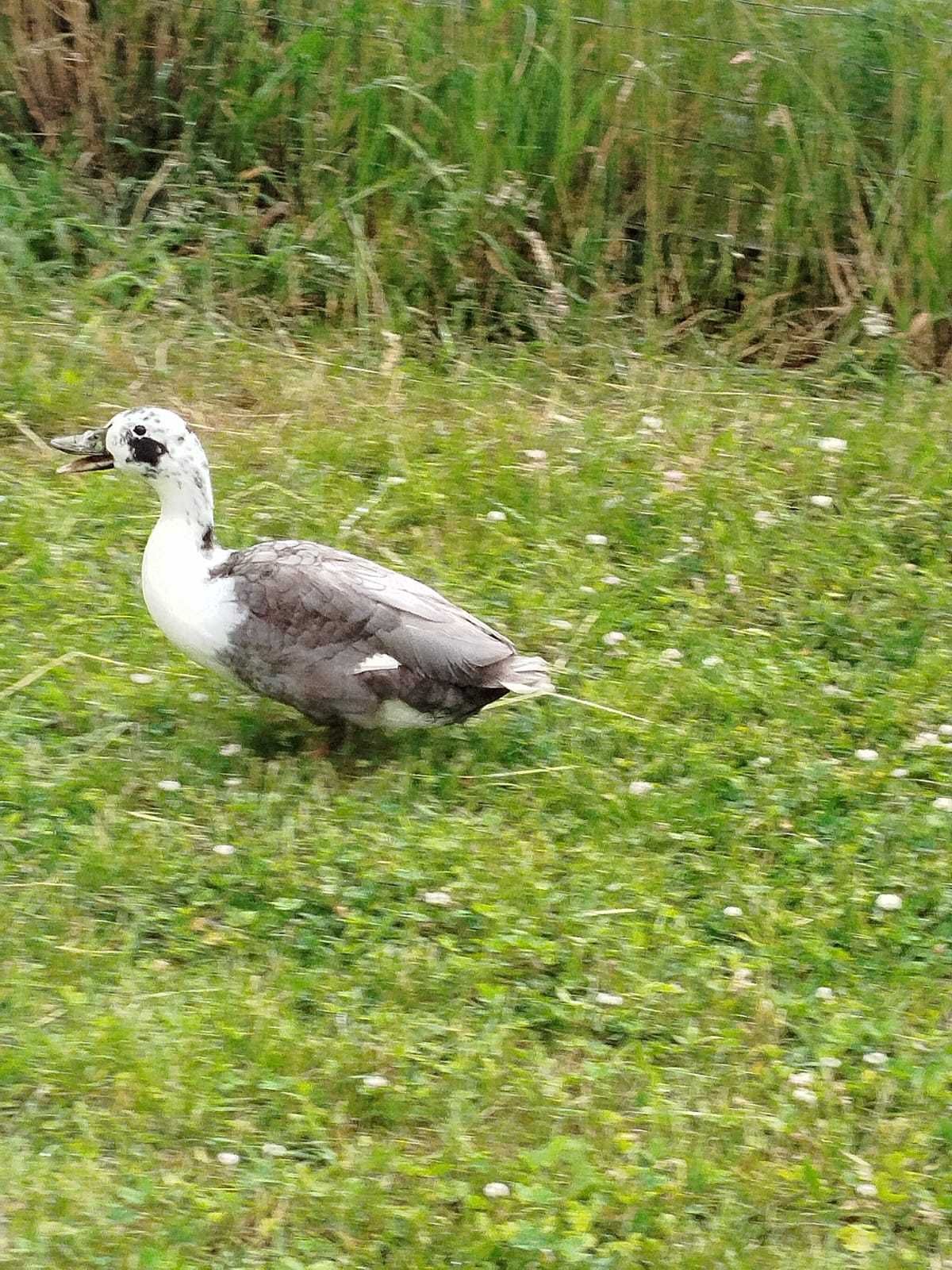 Kaczor Call Duck