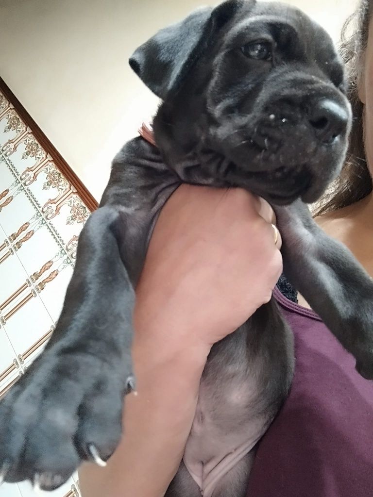 Cane Corso Italiano