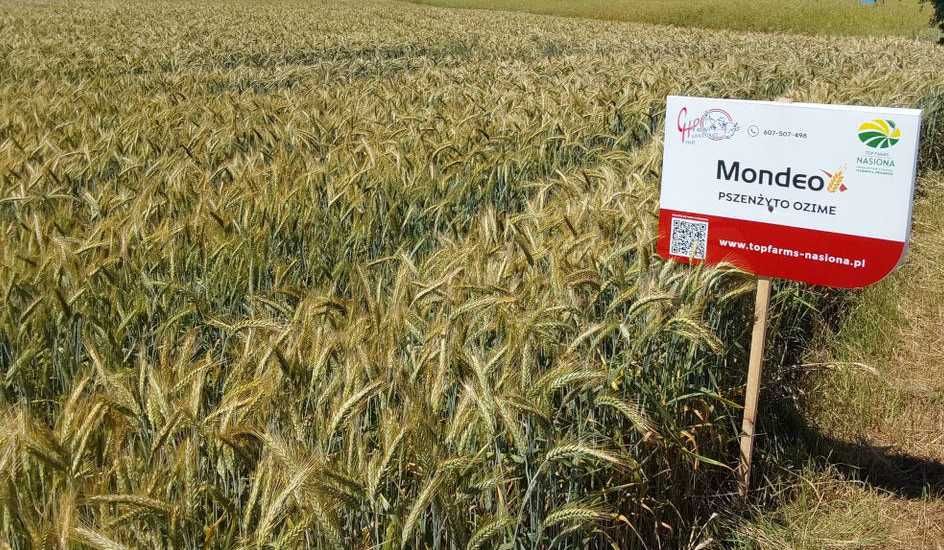 Pszenżyto ozime Top Farm nasiona MONDEO HEROICO FAVONIUS różne odmiany