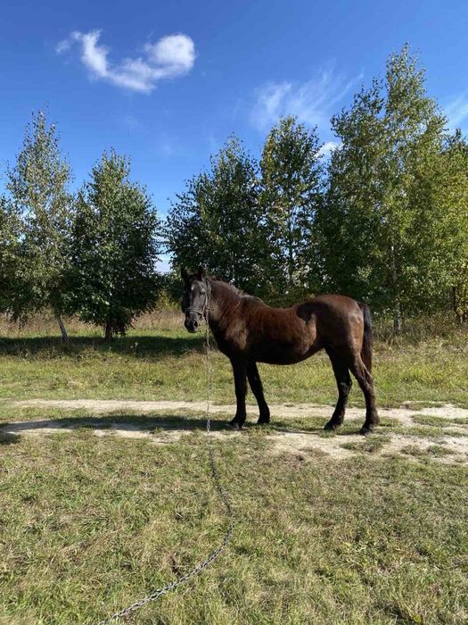 Продам робочу кобилу