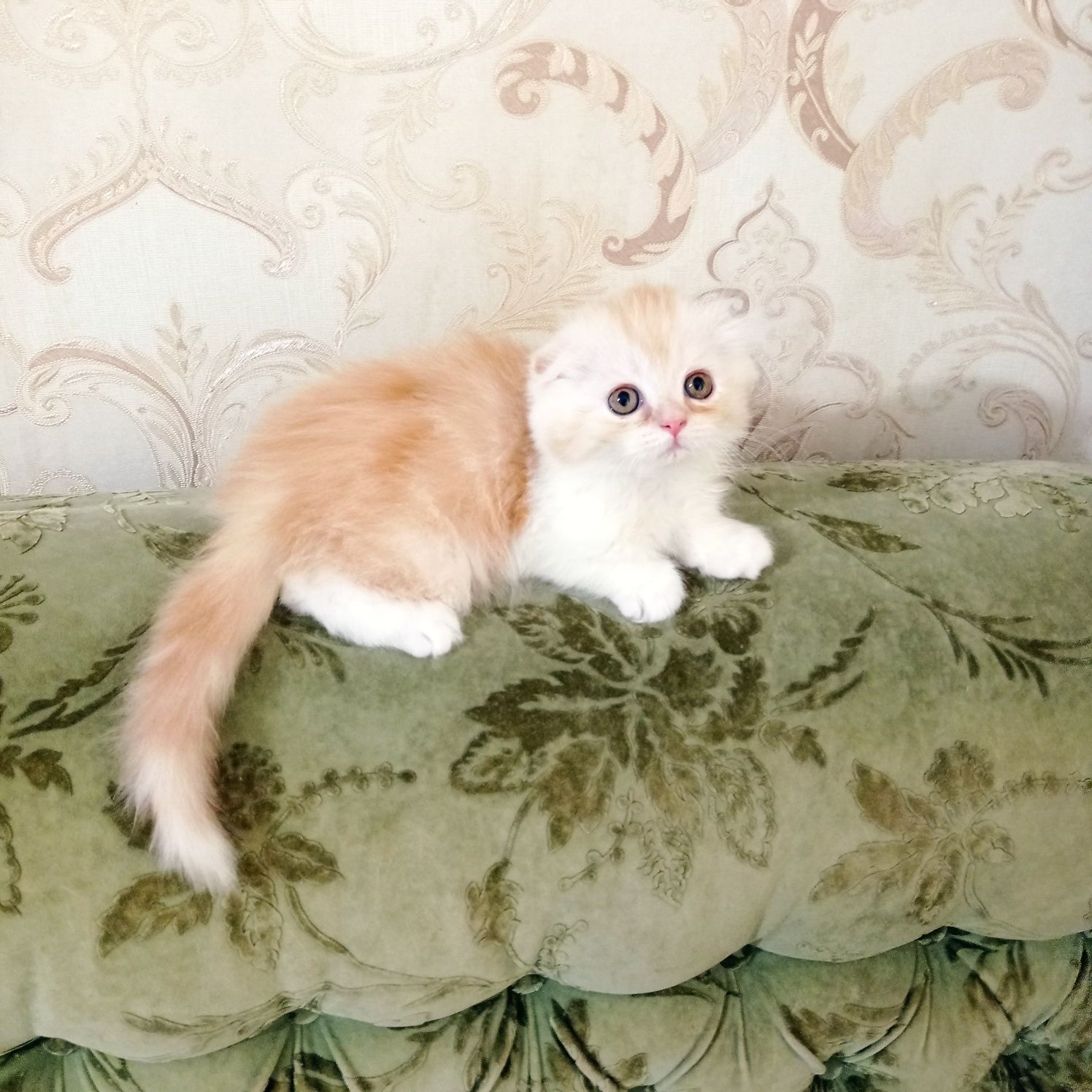 Продается шотландский котик