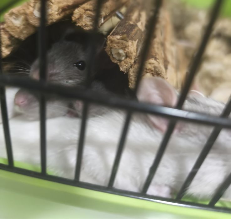 Szczurki młode dziewczynki chłopcy