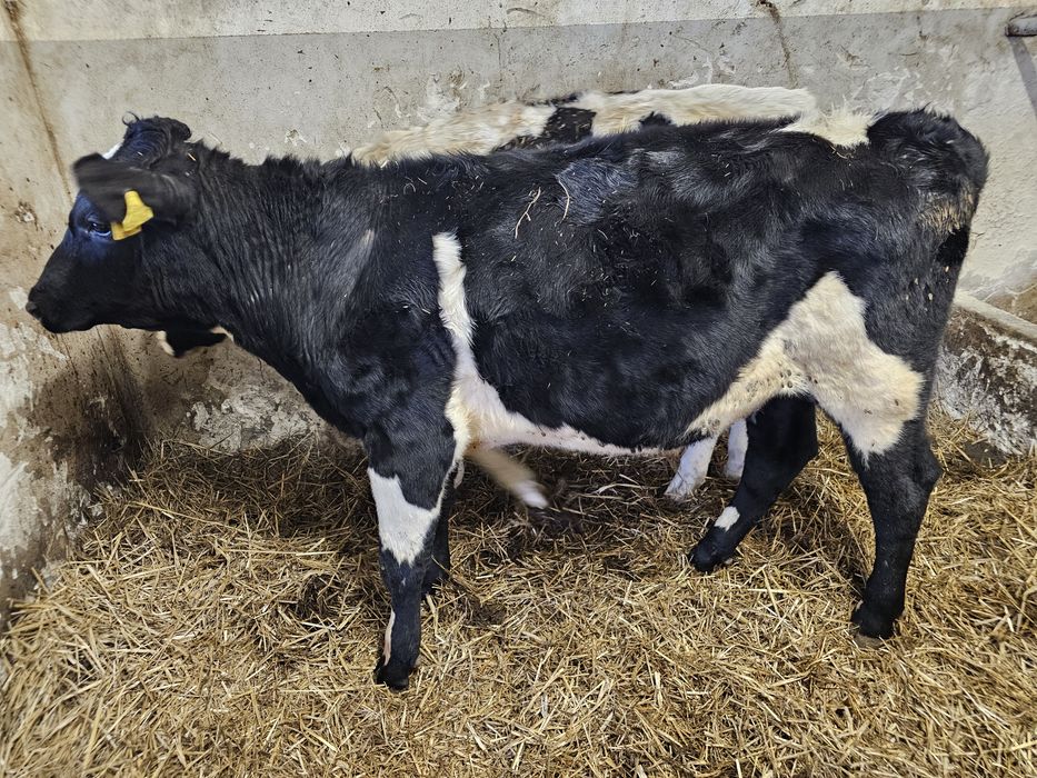 Sprzedam 5 byków 270 280 kg mieszańce