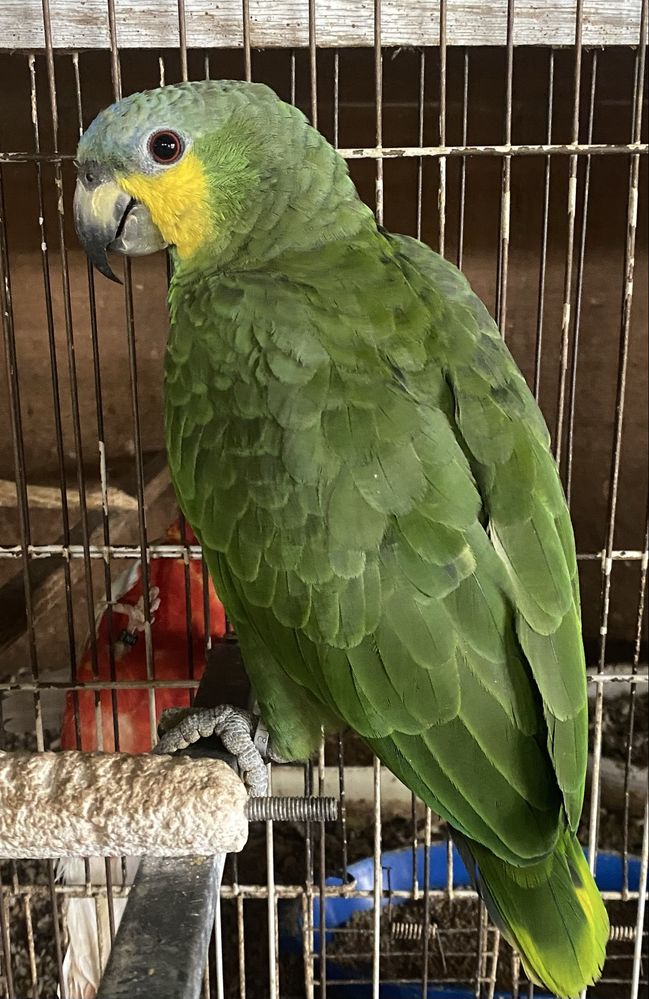 Papagaio Amazona