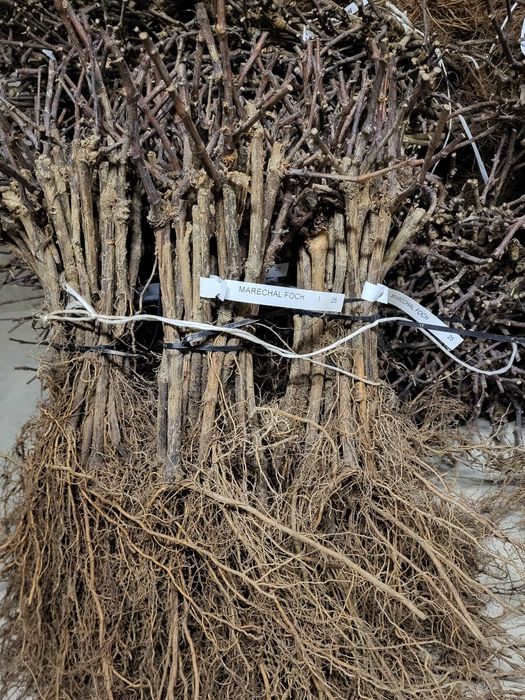 Sadzonki winorośli mrozowytrzymałe, gołokorzeniowe, profesjonalne