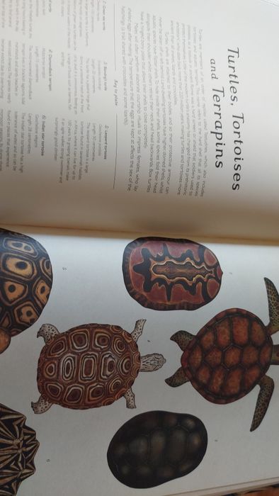 Animalium curated by Katie Scott and Jenny Broom