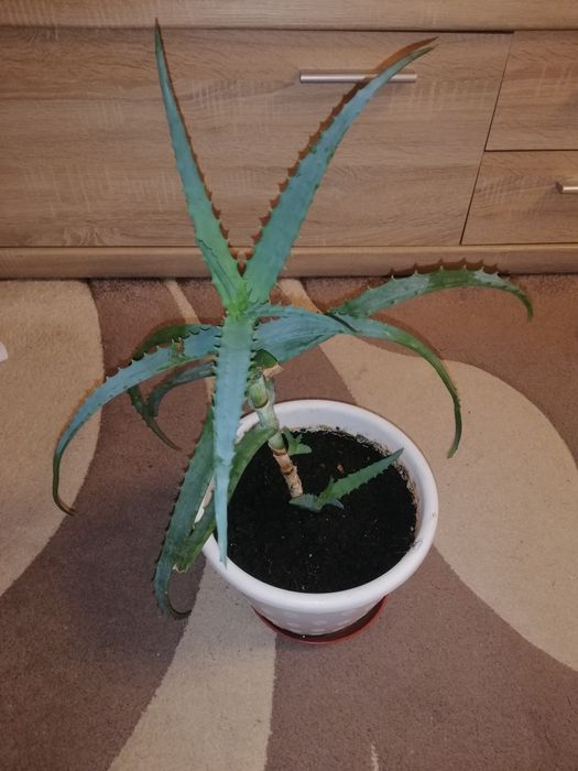 Продам гарний лікувальний вазон алоє!