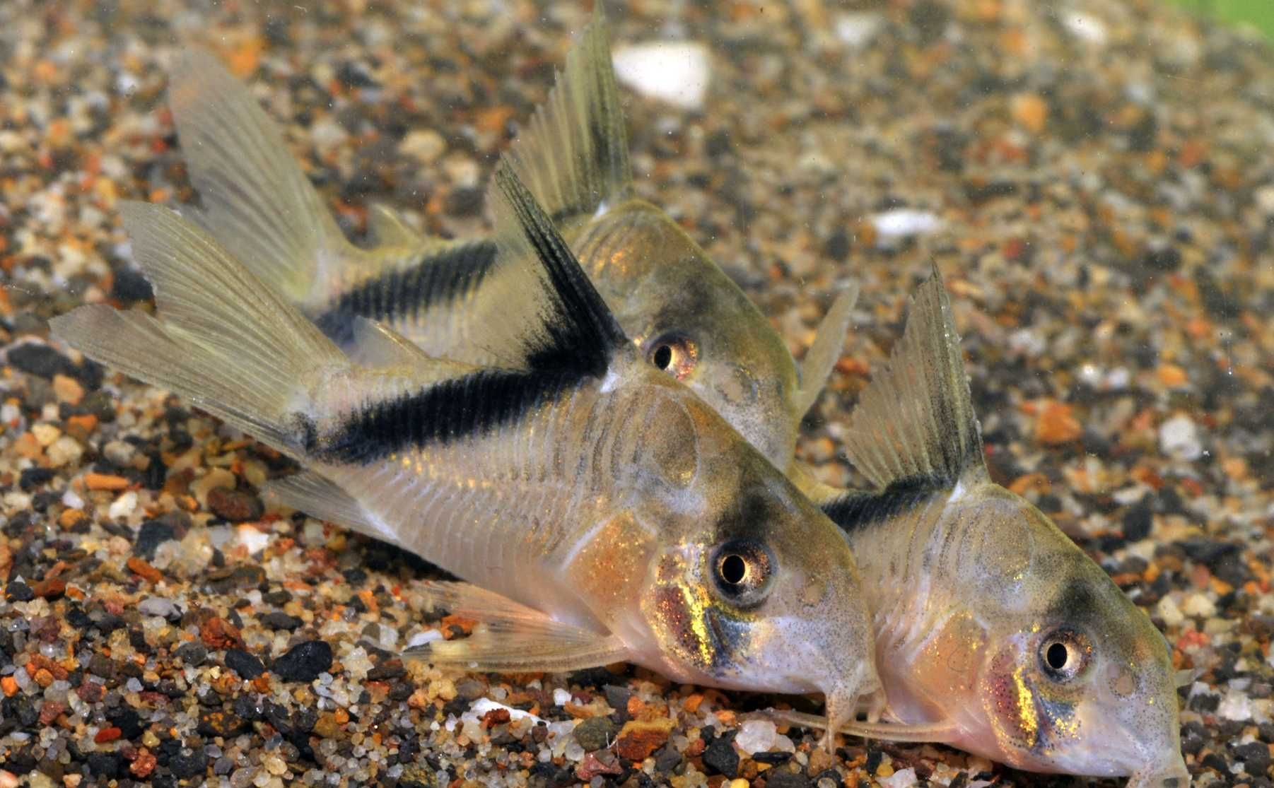 Kirysek kolumbijski - Corydoras metae - Kirys - dowóz, wysyłka