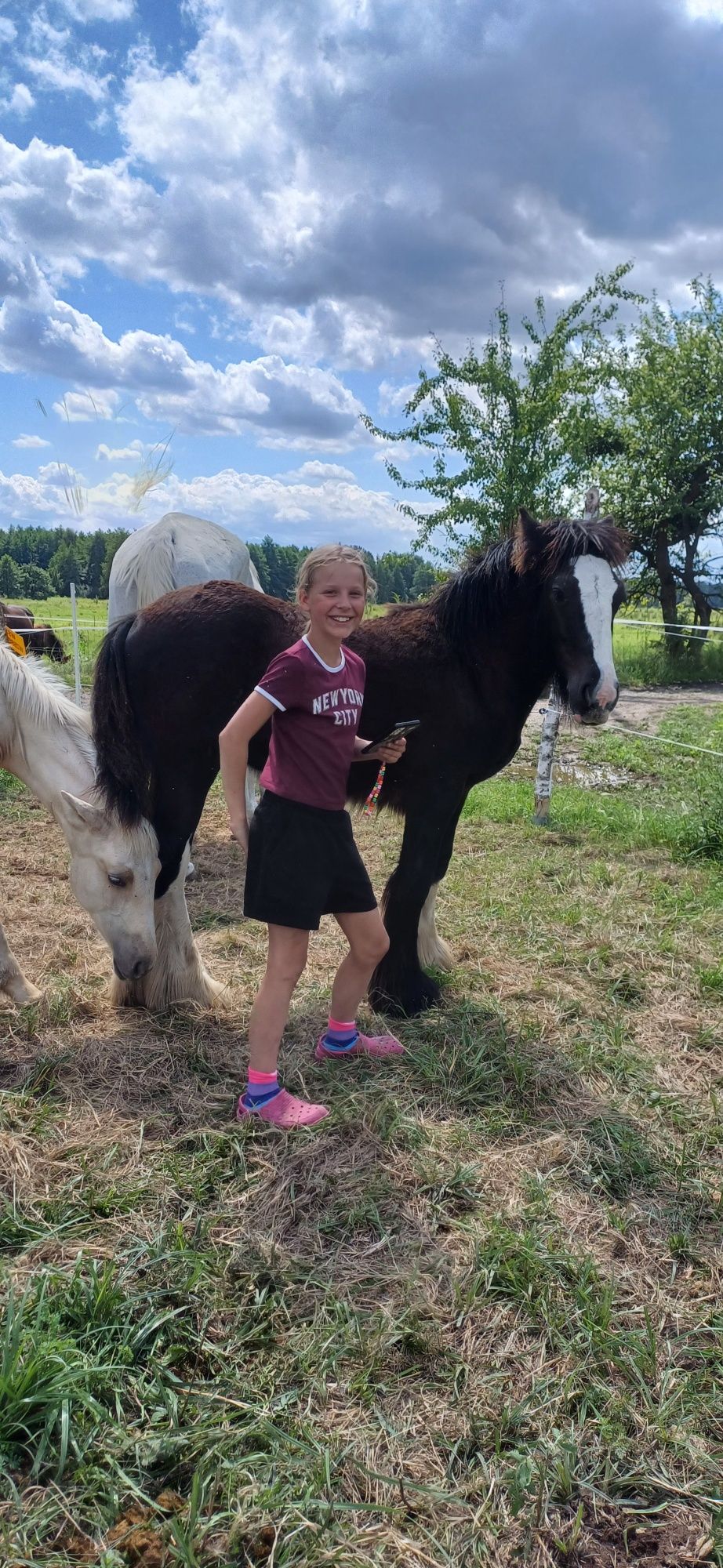 Ogierek gypsy/tinker/irish cob 6 miesięcy po championie