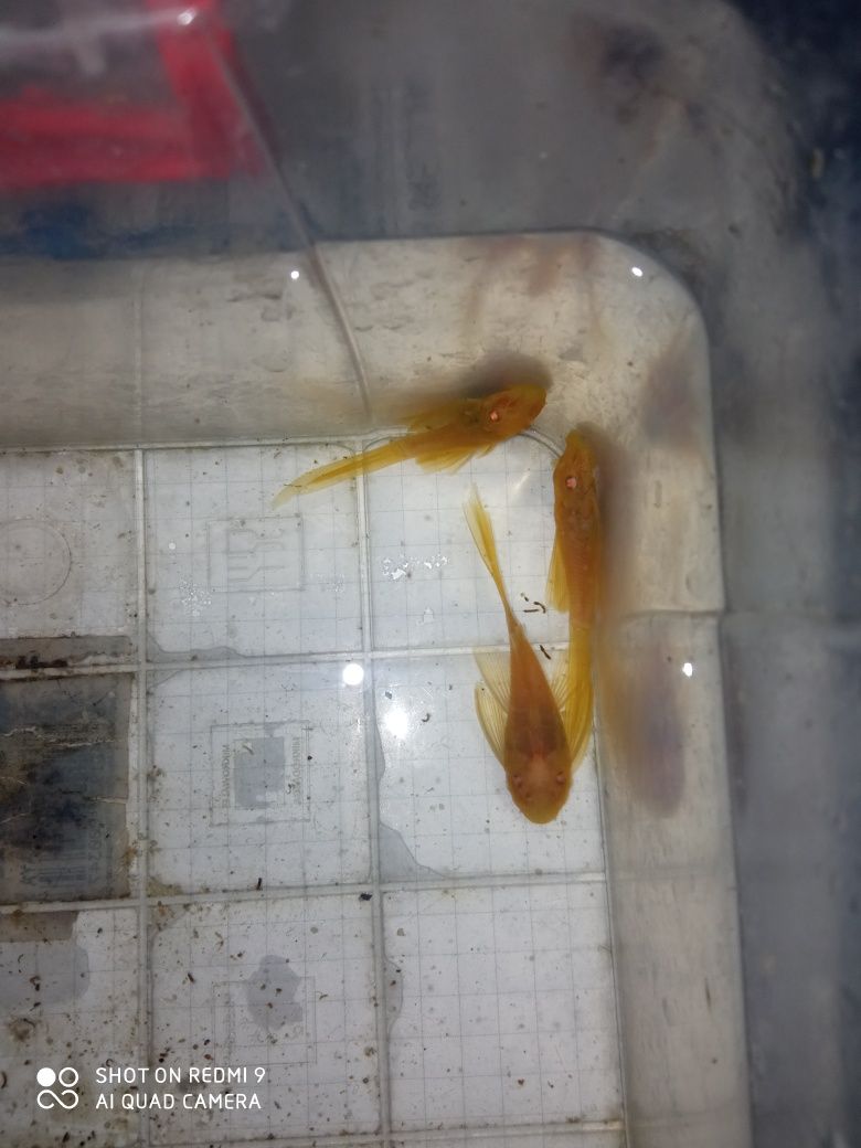 SUPER Cena Rarytas Zbrojnik ancistrus Green Dragon albinos welonowy