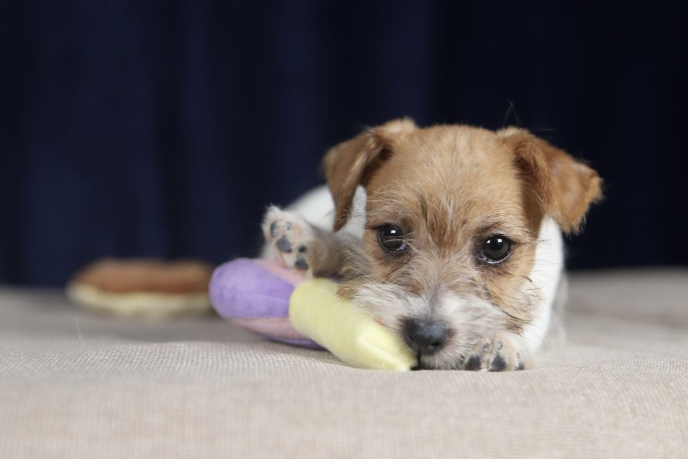 suczka Jack Russell terrier ZKWP/FCI szorstkowłosa