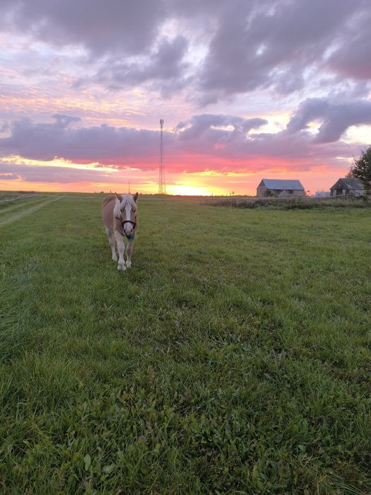 Roczna klacz zimnokrwista