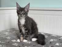 DOSTĘPNY - niebieski pręgowany - kocur Maine Coon FPL – Wrocław