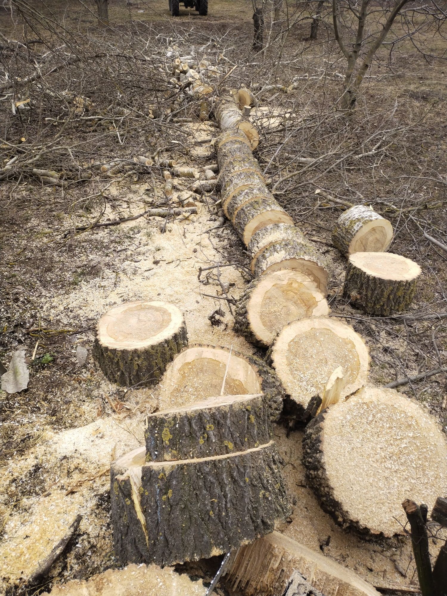 Видалення аварійних дерев