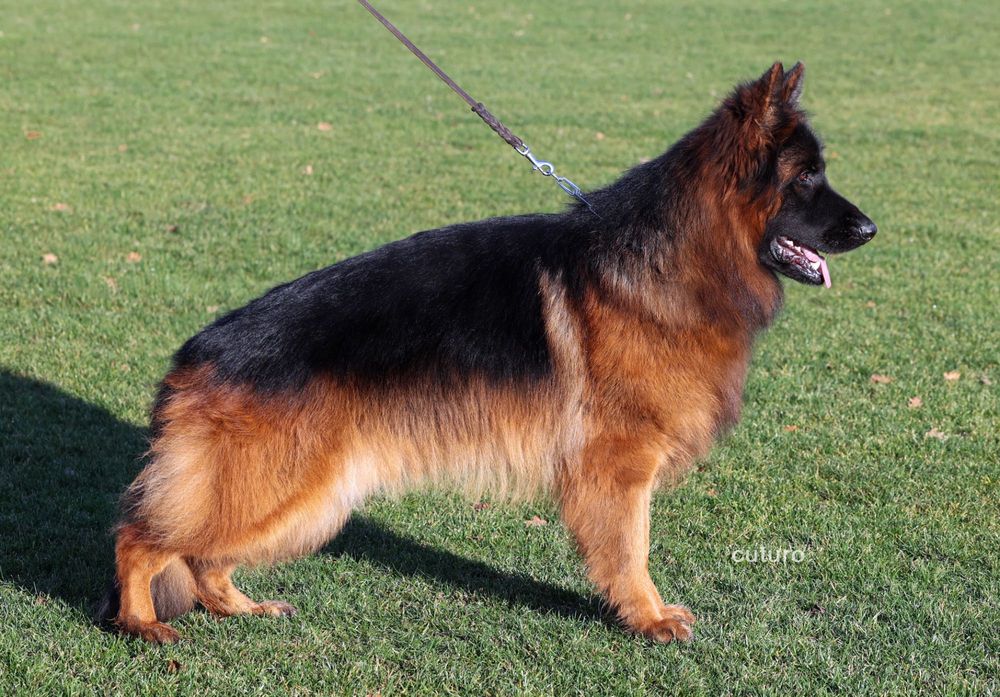 Owczarek Niemiecki Długowłosy ZKwP / FCI Owczarki Niemieckie RODOWÓD