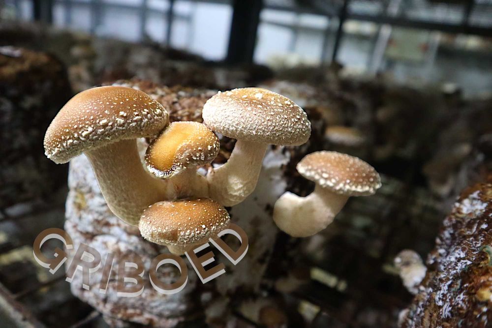 2 грибных блока ШИИТАКЕ. Выращивайте дома ПОЛЕЗНЫЕ ГРИБЫ, это просто!