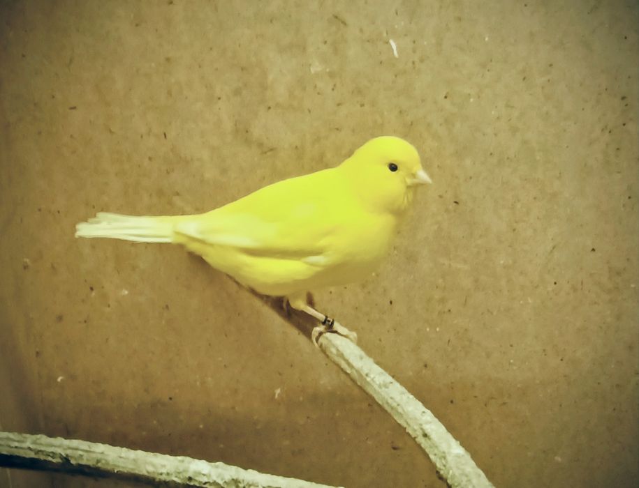 Kanarki młode z tego roku