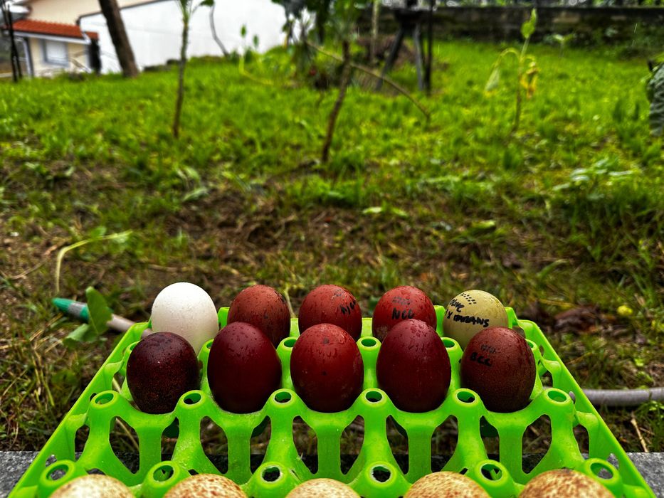 Ovos de chocolate raça Marans