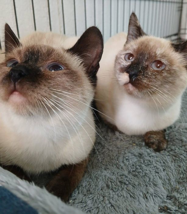2 gatinhas siamesas para Adoção!
