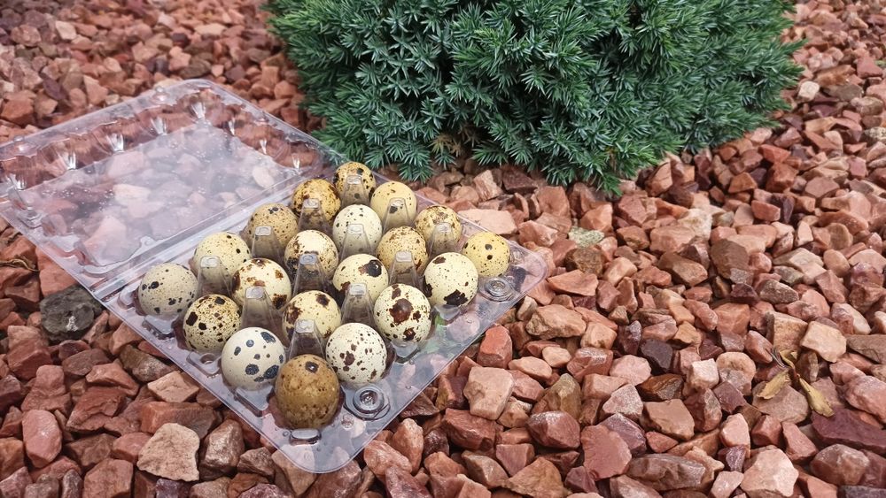 Перепілка, інкубаційне яйце перепілки